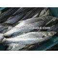 Frozen Spanish Mackerel king fish IQF( scomberomorus niphonius)